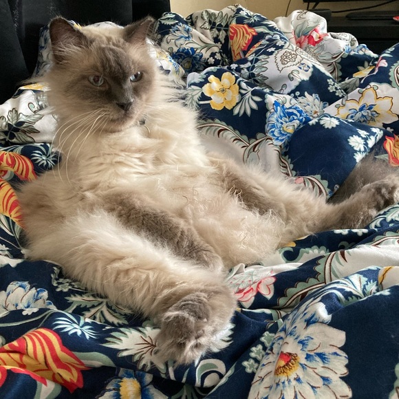 Meet your Posher - Picture 2 of 3